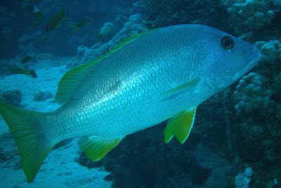 Einflecken-Schnapper