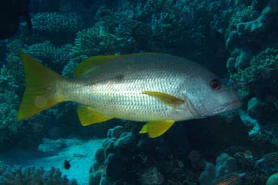 Einflecken-Schnapper