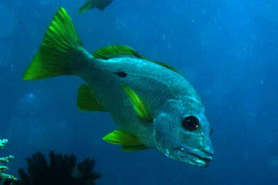 Einflecken-Schnapper