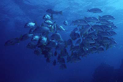 Einflecken-Schnapper