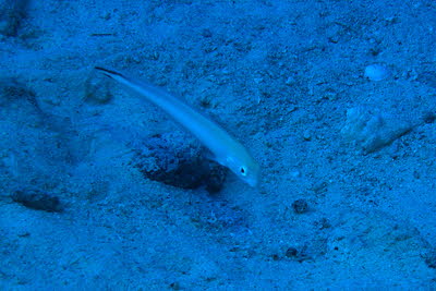 Gestreifter Torpedobarsch