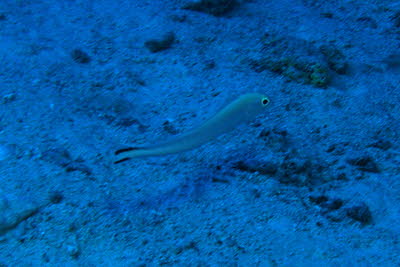 Gestreifter Torpedobarsch