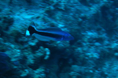 Blaukopf-Torpedobarsch