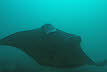 Manta