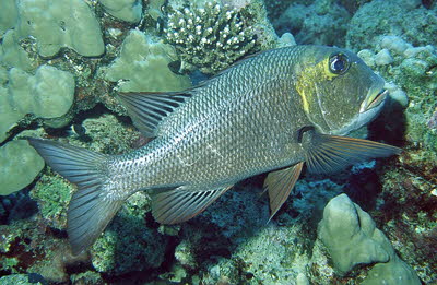 Gro�augen-Stra�enkehrer