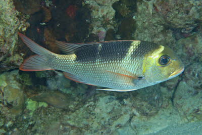 Gro�augen-Stra�enkehrer, juv.