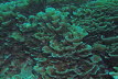 Chinakohl-Koralle