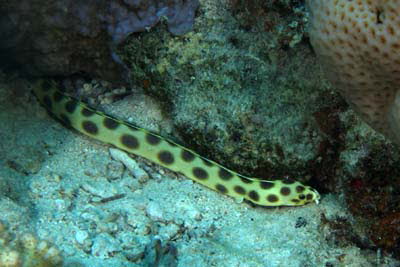 Gefleckter Schlangenaal