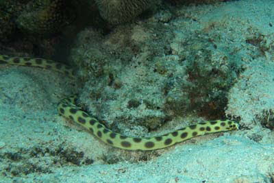 Gefleckter Schlangenaal