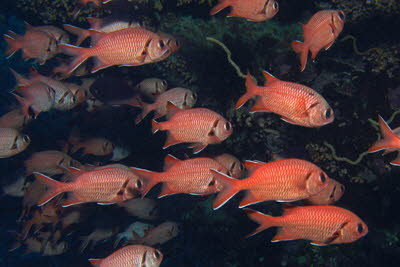 Weisaum-Soldatenfisch