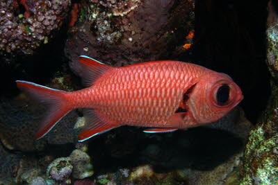 Weisaum-Soldatenfisch