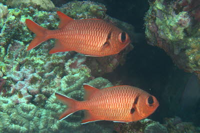 Weisaum-Soldatenfisch