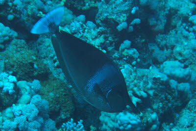 Sch�rpen-Nasendoktor 