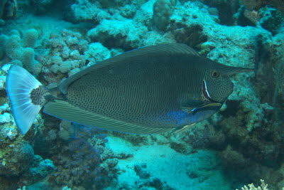 Sch�rpen-Nasendoktor 