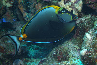 Gelbklingen-Nasendoktor