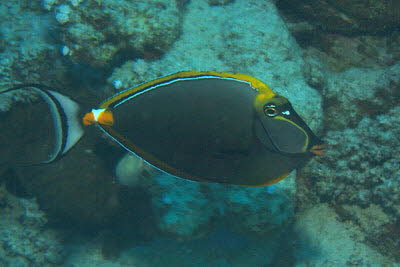 Gelbklingen-Nasendoktor