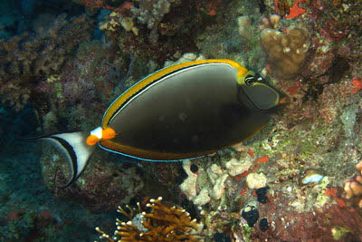 Gelbklingen-Nasendoktor