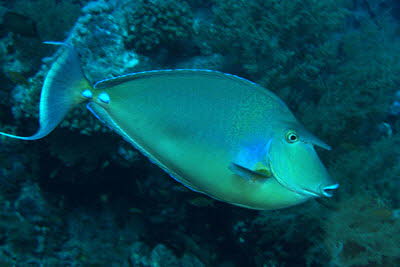 Blauklingen-Nasendoktor