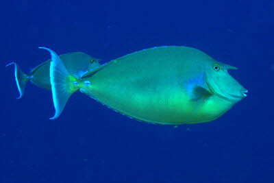 Blauklingen-Nasendoktor