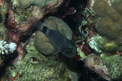 Schwanzring-Kardinal