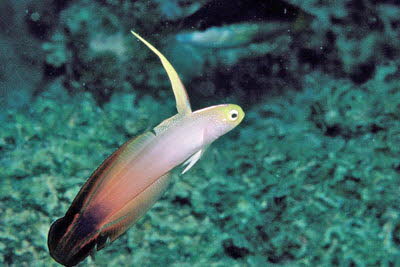 Dekor-Schwertgrundel