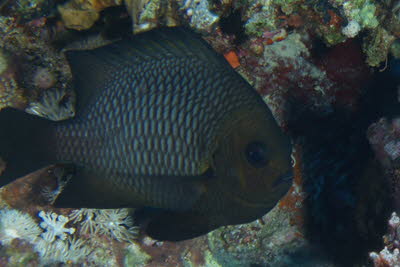 Schwarzer Riffbarsch, ad.