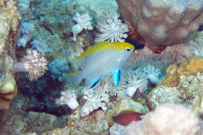 Schwarzer Riffbarsch, juv.