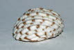 Nixenschnecke