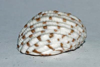 Nixenschnecke