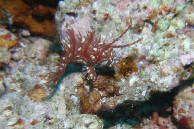 Brauner B�umchenfisch, juv.