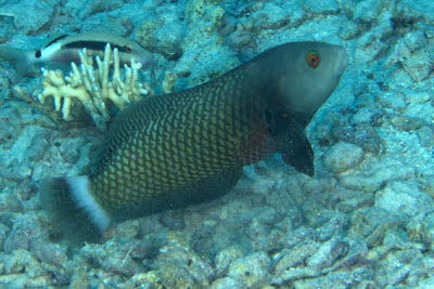 Brauner B�umchenfisch, ad.