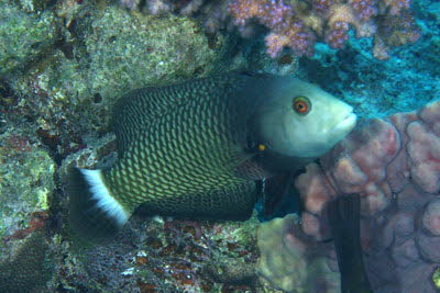 Brauner B�umchenfisch, ad.