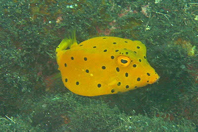 Gelbbrauner Kofferfisch, juv.