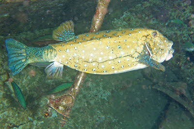 Gelbbrauner Kofferfisch, m�nnl.