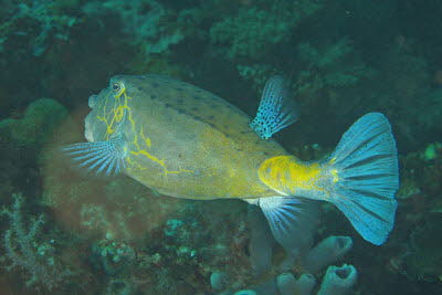 Gelbbrauner Kofferfisch, m�nnl.