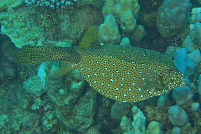 Gelbbrauner Kofferfisch, weibl.