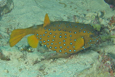 Gelbbrauner Kofferfisch, weibl.