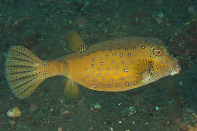 Gelbbrauner Kofferfisch, weibl.