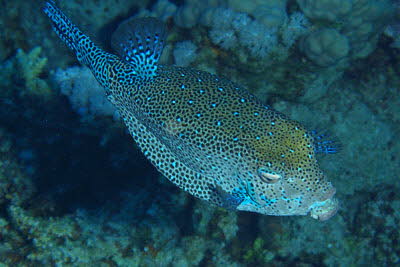 Arabischer Kofferfisch, m�nnl.