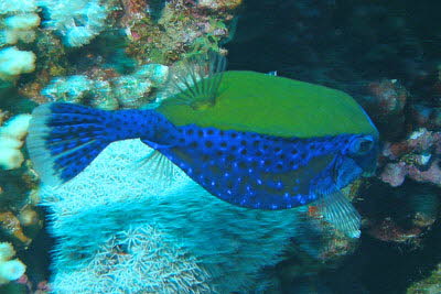 Arabischer Kofferfisch, weibl.