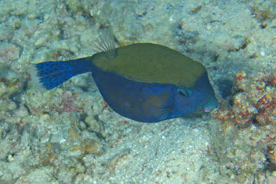 Arabischer Kofferfisch, weibl.