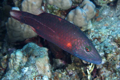 Wangenstreifen-Lippfisch