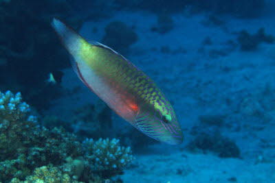 Wangenstreifen-Lippfisch