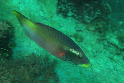 Wangenstreifen-Lippfisch