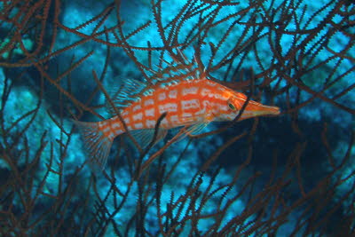 Langnasen-B�schelbarsch