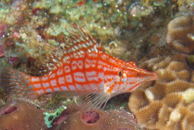 Langnasen-B�schelbarsch 