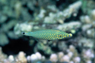 Rotmeer-Palettenstachler