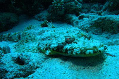 Gemeiner Krokodilfisch