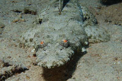 Gemeiner Krokodilfisch