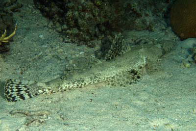 Gemeiner Krokodilfisch